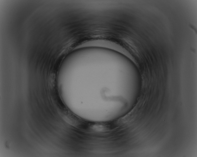 X0000096650171200802050942