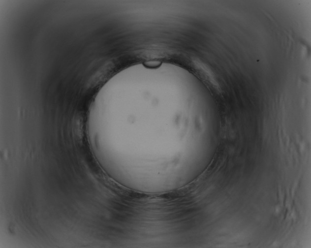 X0000096650210200802050941