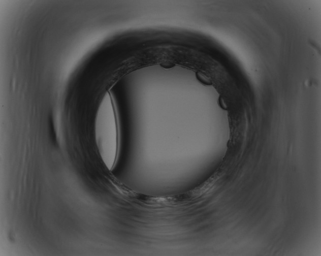X0000096650239200802050941