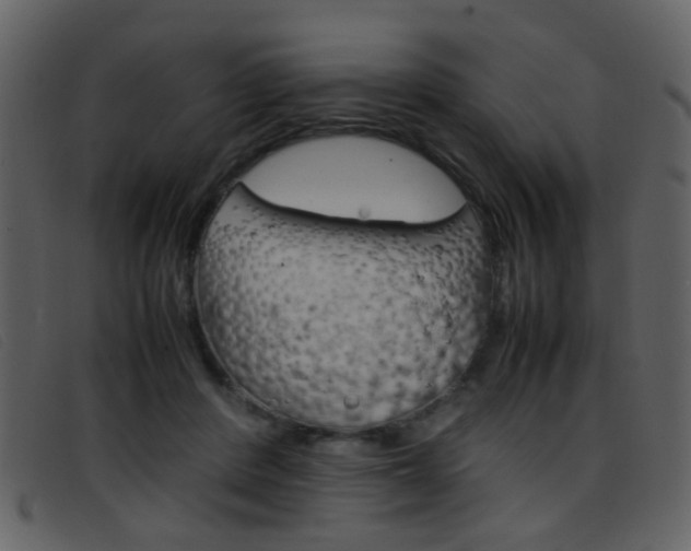 X0000096650408200802050938