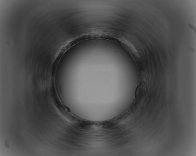 X0000096650496200802050937
