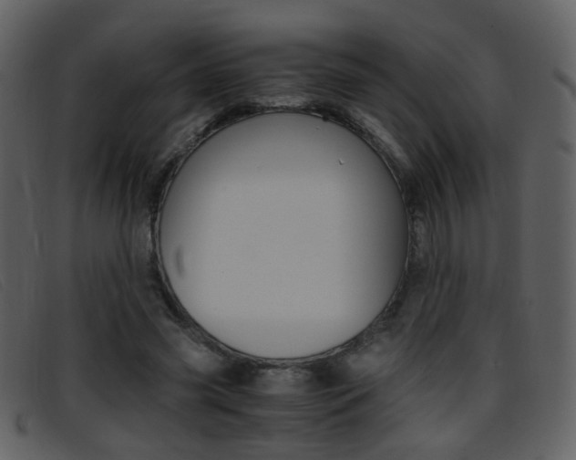 X0000096650541200802050936
