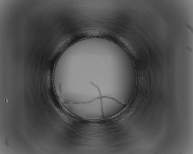X0000096650590200802050936