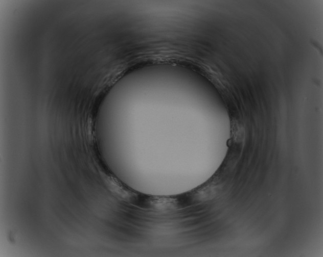 X0000096650670200802050935