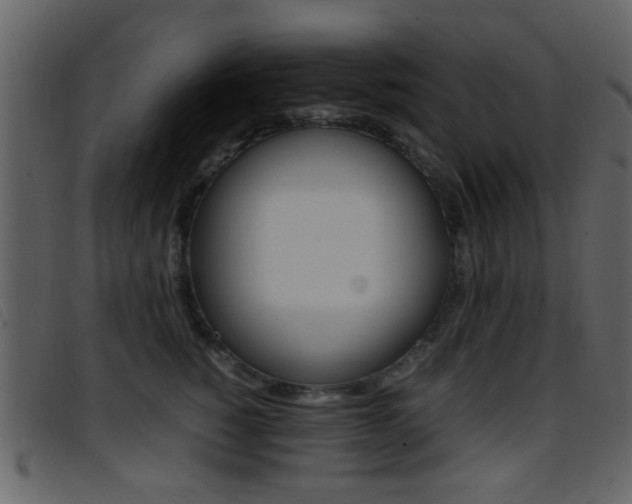 X0000096650760200802050934