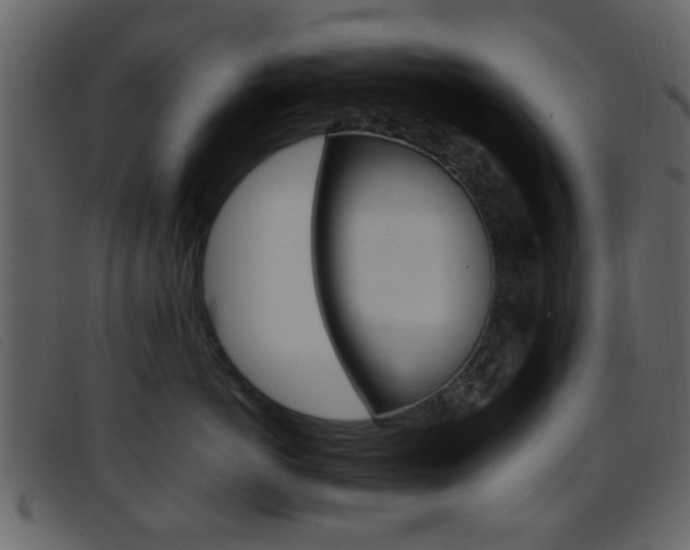 X0000096650766200802050934