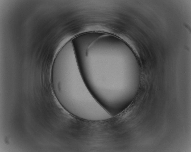 X0000096650815200802050932