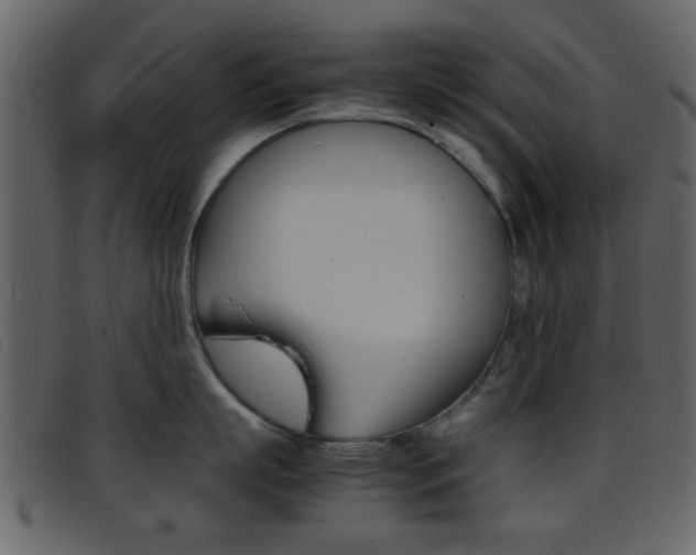 X0000096650863200802050932