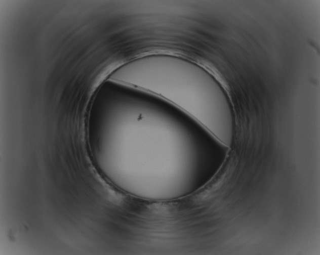 X0000096650898200802050931