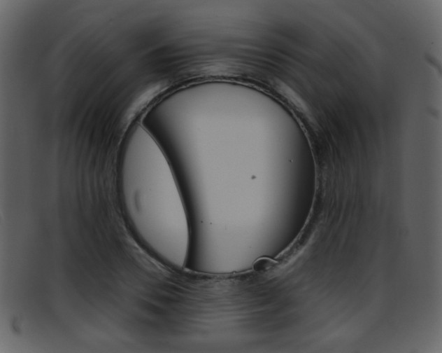 X0000096650930200802050930