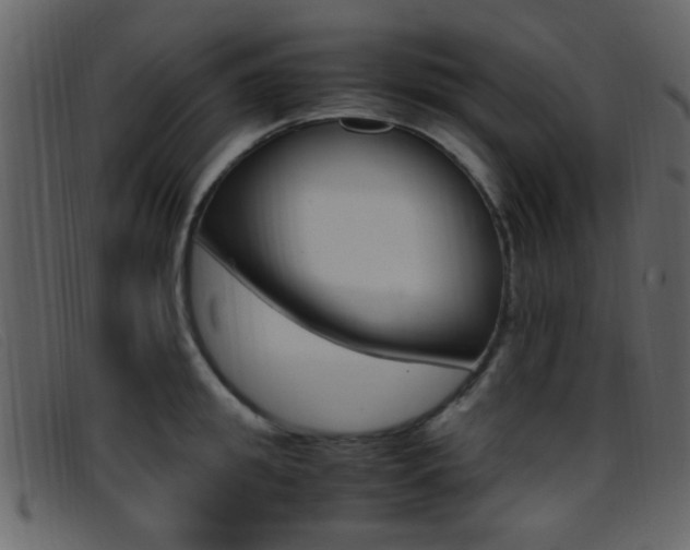 X0000096650949200802050931