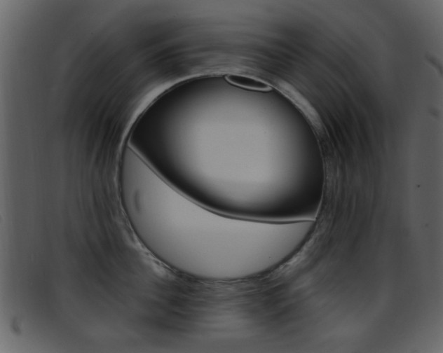 X0000096650956200802050931