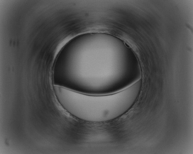 X0000096650960200802050931