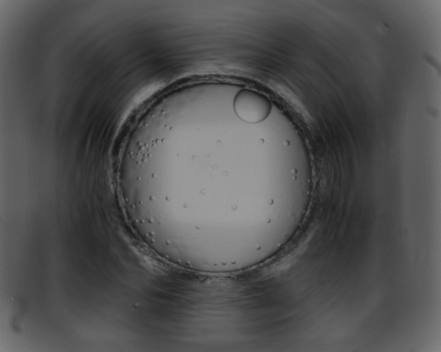X0000096650974200802050930