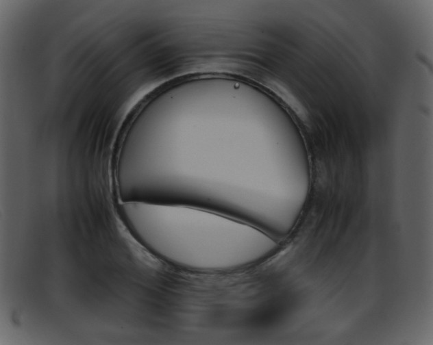 X0000096650980200802050930
