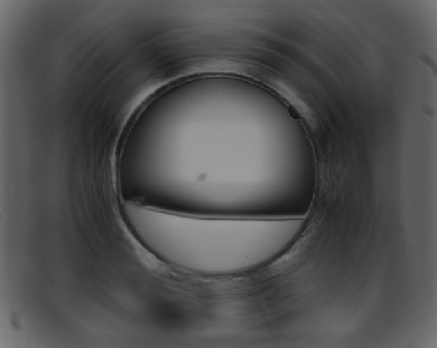 X0000096650988200802050930