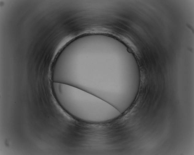 X0000096650990200802050930
