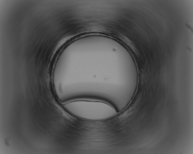X0000096651024200802050929