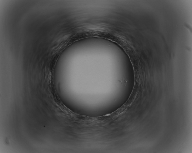 X0000096651061200802050929