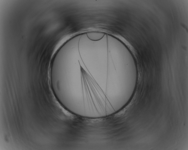 X0000096651294200802050925