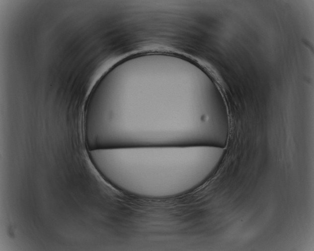 X0000096651295200802050925