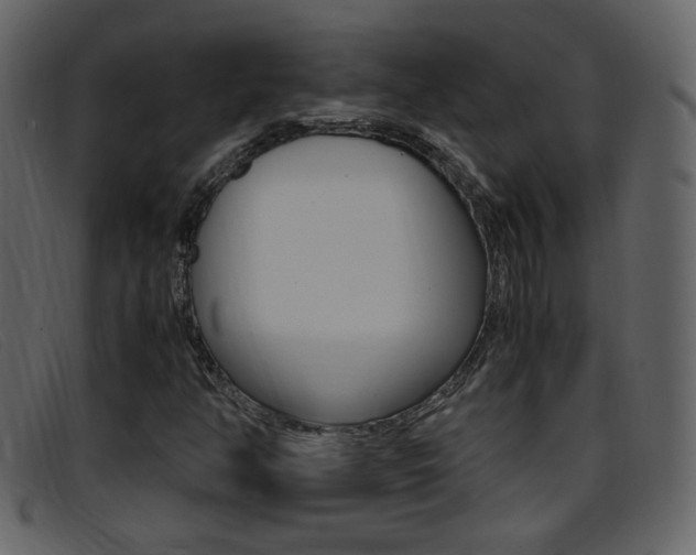 X0000096651350200802050925
