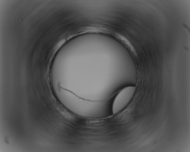 X0000096651427200802050924