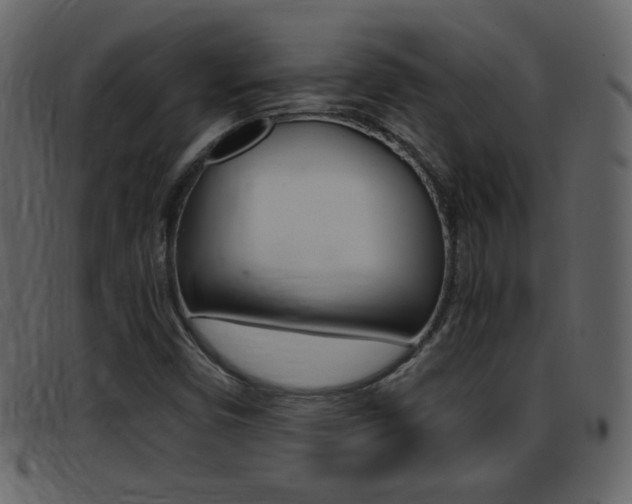 X0000096651450200802050923