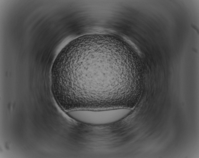 X0000096651479200802050923