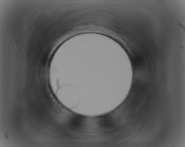 X0000096651514200802050922