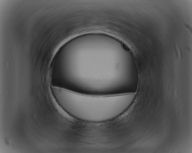 X0000096651526200802050923
