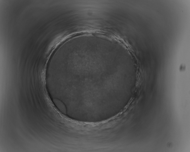 X0000096650002200802051206