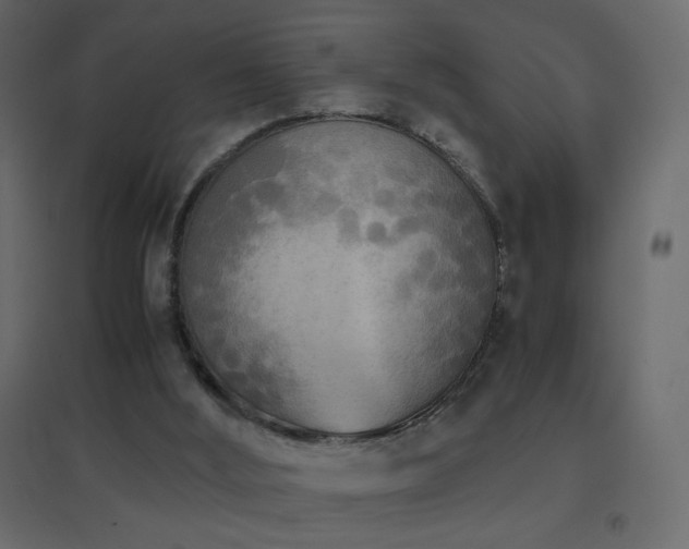 X0000096650012200802051206