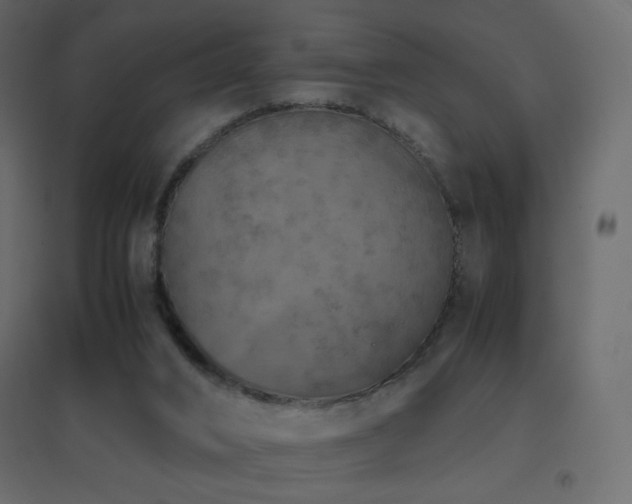 X0000096650016200802051206