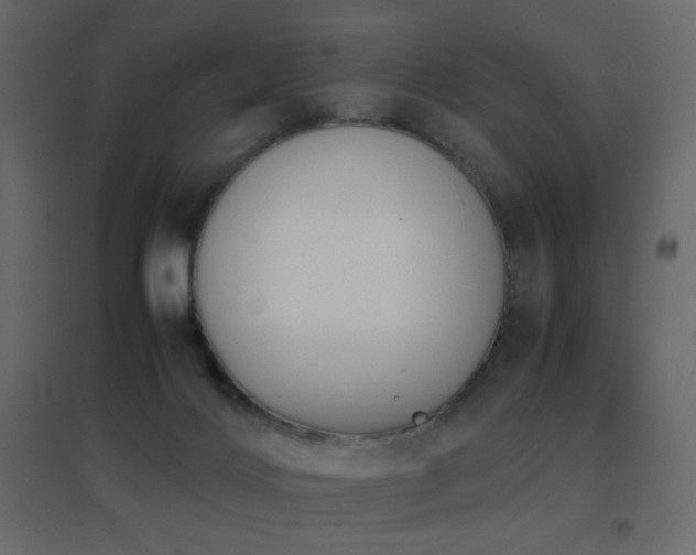 X0000096650028200802051205