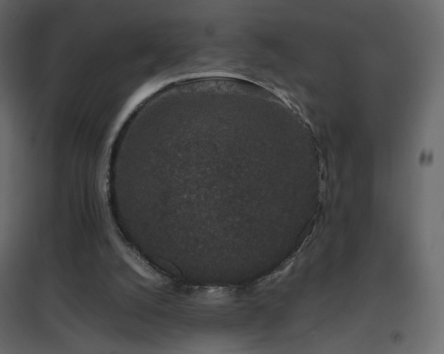 X0000096650056200802051205