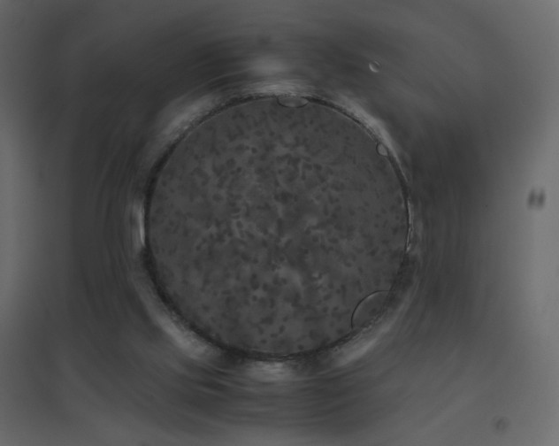 X0000096650061200802051205