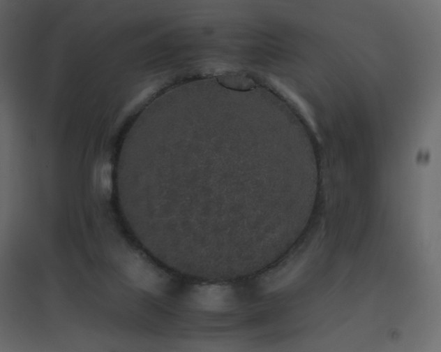 X0000096650067200802051205