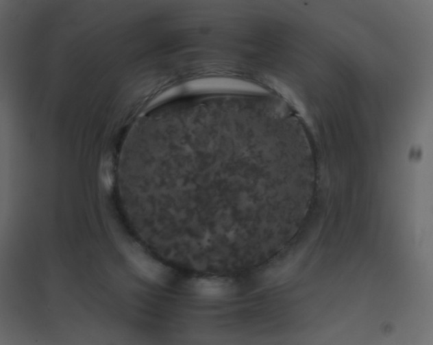 X0000096650069200802051205