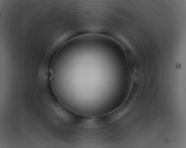 X0000096650072200802051205