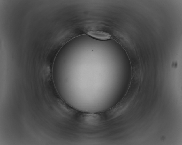 X0000096650087200802051205