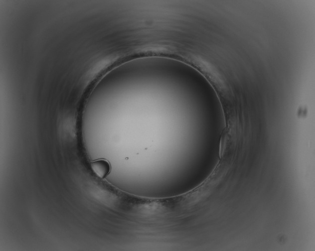 X0000096650112200802051204