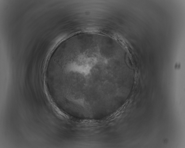 X0000096650145200802051203