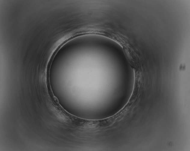 X0000096650148200802051203