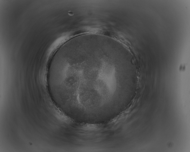 X0000096650149200802051203