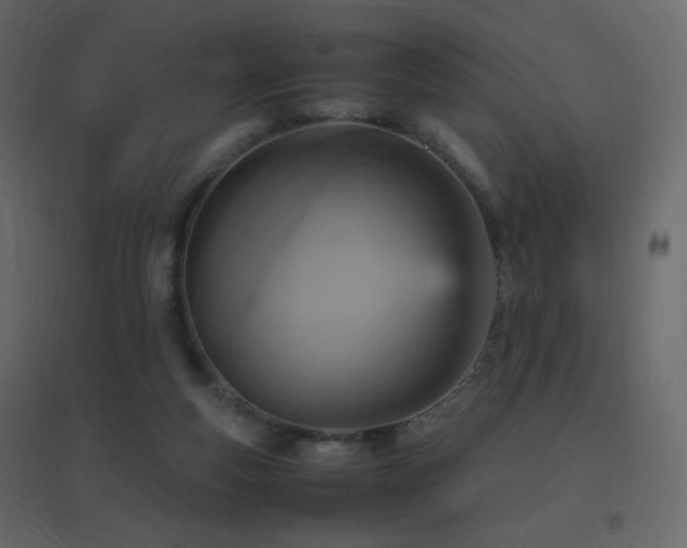X0000096650163200802051203