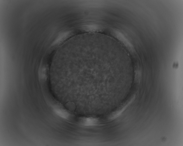 X0000096650165200802051203