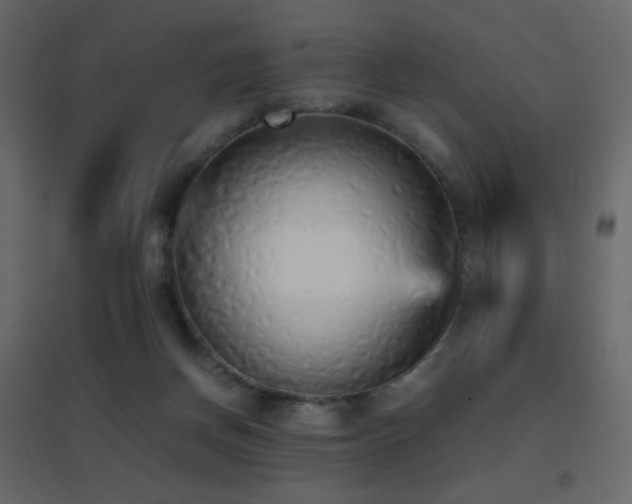 X0000096650166200802051203