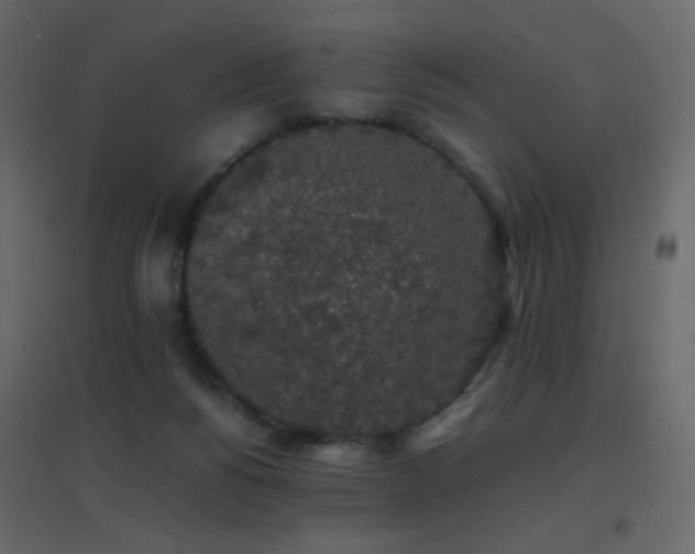 X0000096650168200802051203