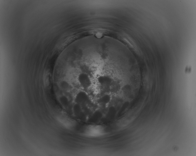 X0000096650169200802051203